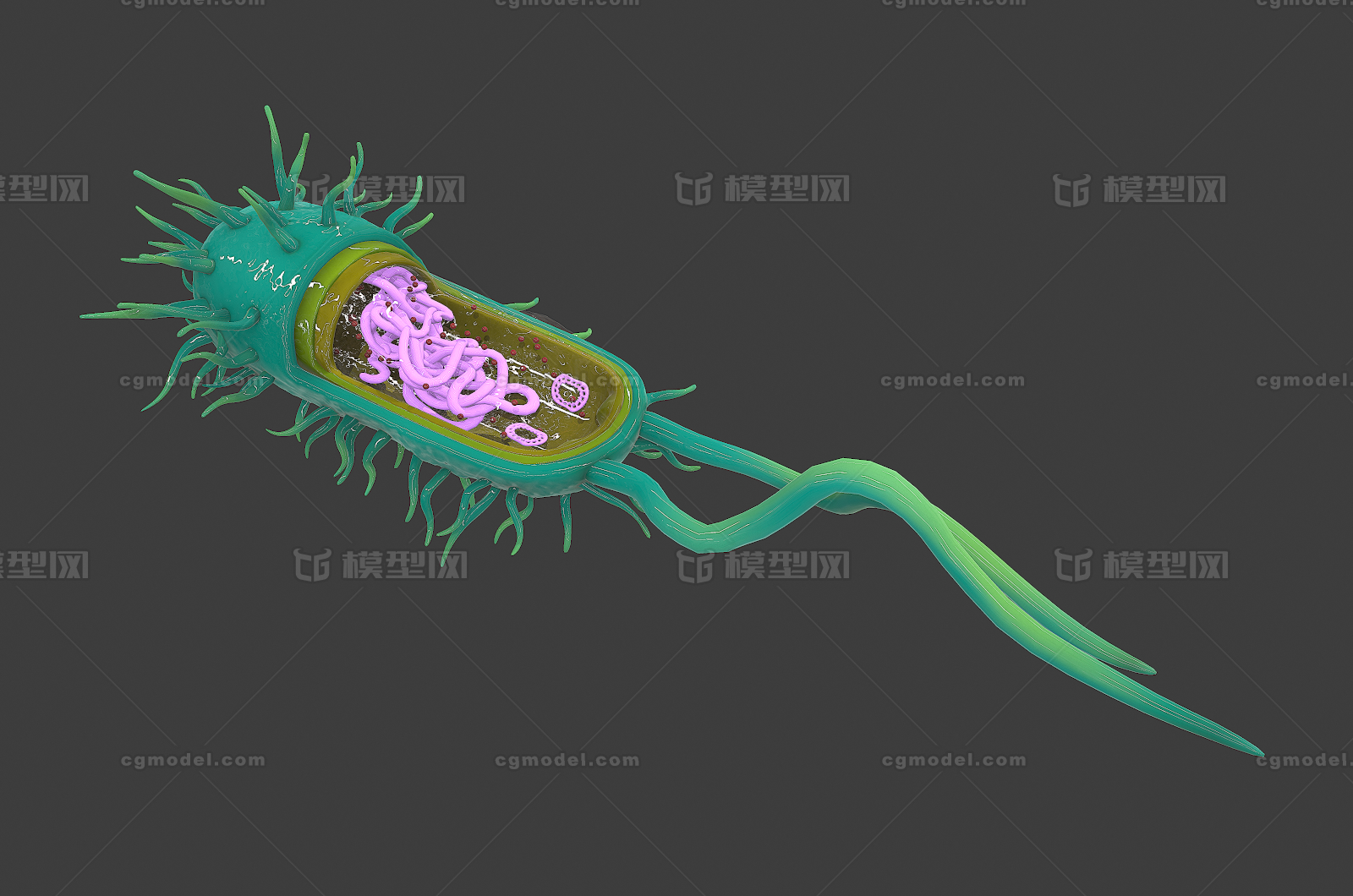 細胞剖面 細菌 病毒 解剖 細胞結構 動物 植物 細胞截面 生物模型