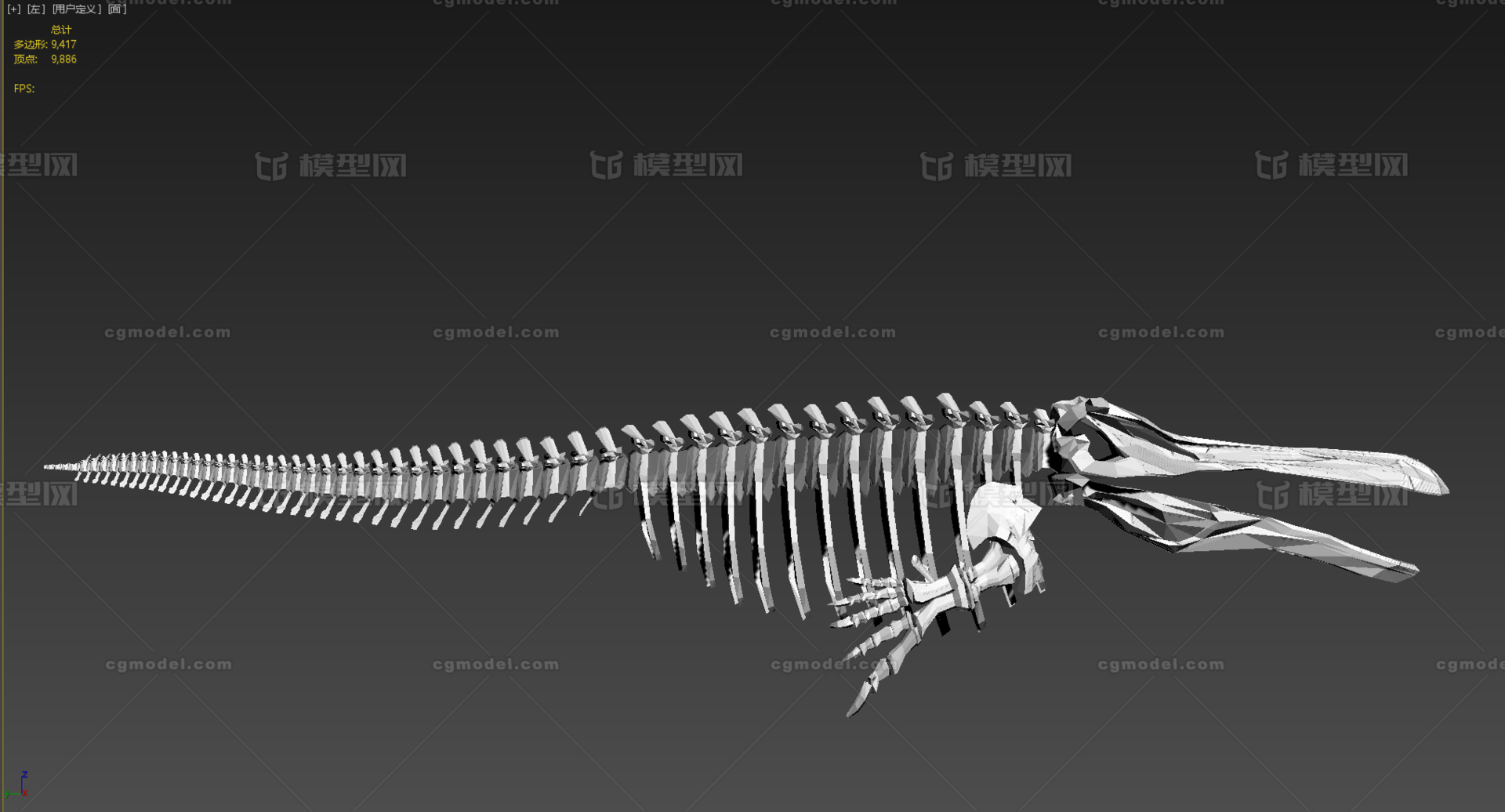 鲸鱼骨头结构图片