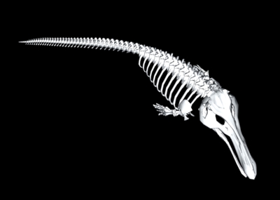 鲸鱼骨头图片 结构图片