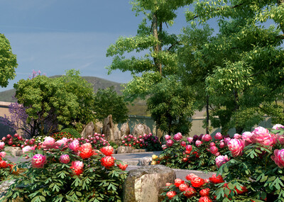 花园,后花园,牡丹花