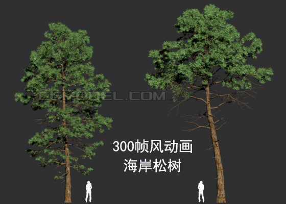 300帧风动画动态松树 海岸松 古松 罗汉松 国风 新中式 动态树 风场动画 点缓存 迎客松 Cg模型网 Cgmodel 三维设计师交流互动平台 专注多品类3d模型下载 原创作品分享 软件学习