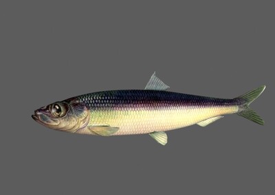 小白鱼贝加尔雅罗鱼小白鲦带动画