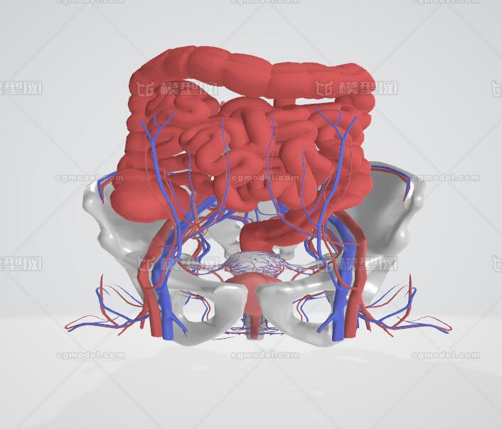 子宮 膀胱 盆部解剖 婦產科 腹部模型 大腸 小腸 盆骨周邊血管