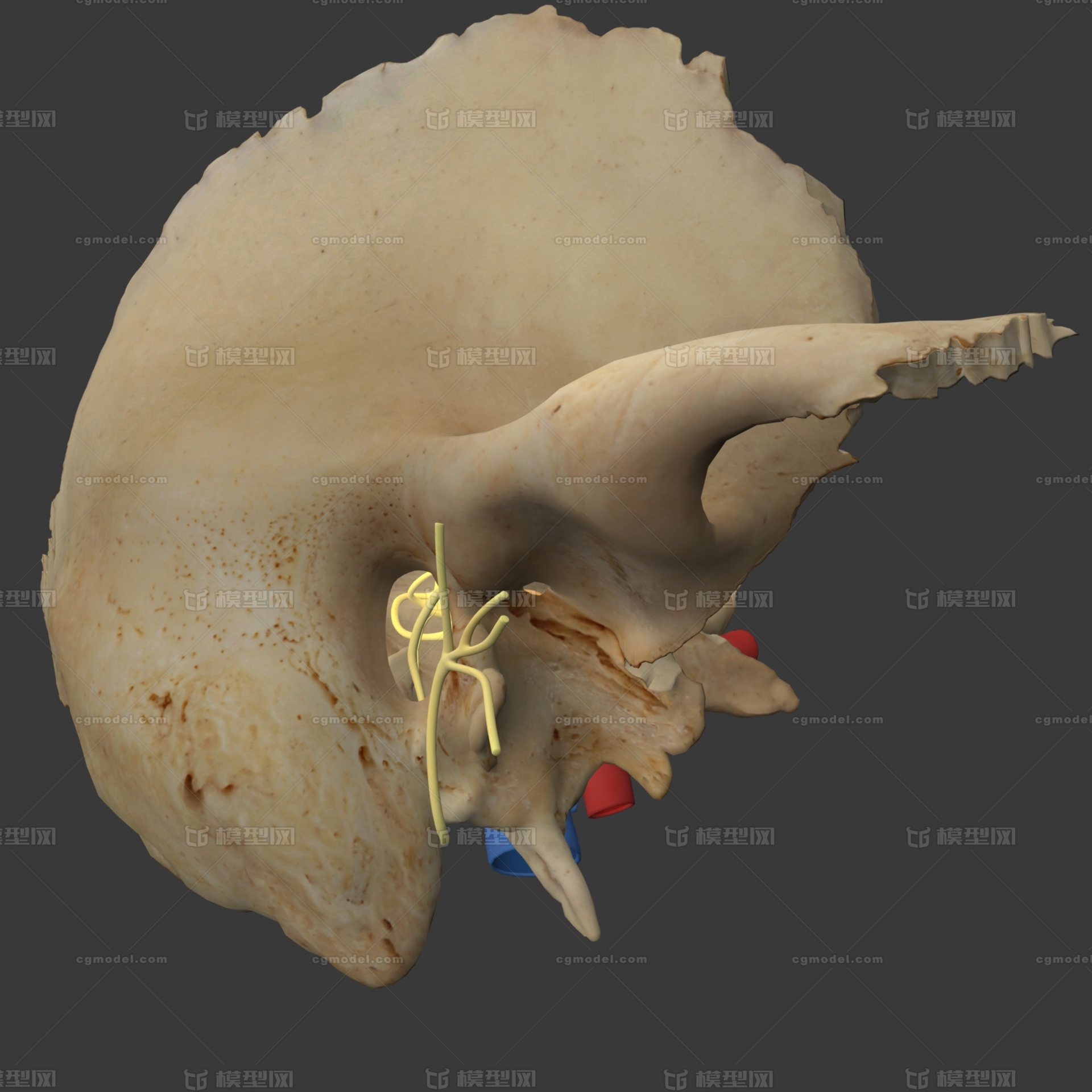 颞骨 耳朵内部结构 耳骨 写实模型 耳朵周边血管神经