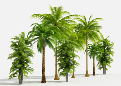 椰子树 棕榈树 热带树 热带植物_周超人作品_石头植物树木_cg模型网
