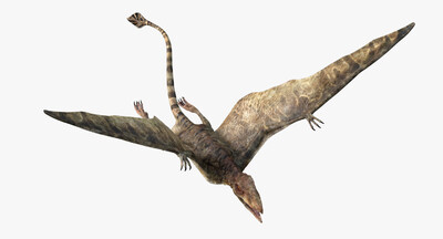 蓓天翼龙属 翼龙 无齿翼龙 恐龙 侏罗纪 灭绝的动物 飞行动物 龙 食肉