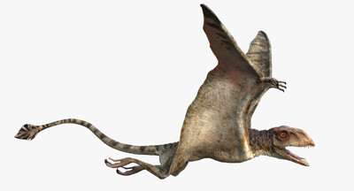 蓓天翼龙属 翼龙 无齿翼龙 恐龙 侏罗纪 灭绝的动物 飞行动物 龙 食肉