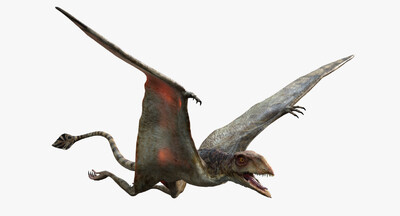 蓓天翼龙属 翼龙 无齿翼龙 恐龙 侏罗纪 灭绝的动物 飞行动物 龙 食肉