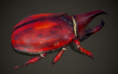 次世代 pbr 甲虫 犀牛甲虫 独角仙 甲壳虫 昆虫 爬虫 红色甲虫 缤纷