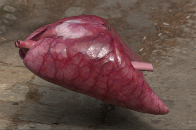 动物心脏  心脏  心肺 解剖模型 动物内脏