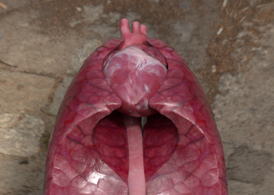 动物心脏  心脏  心肺 解剖模型 动物内脏