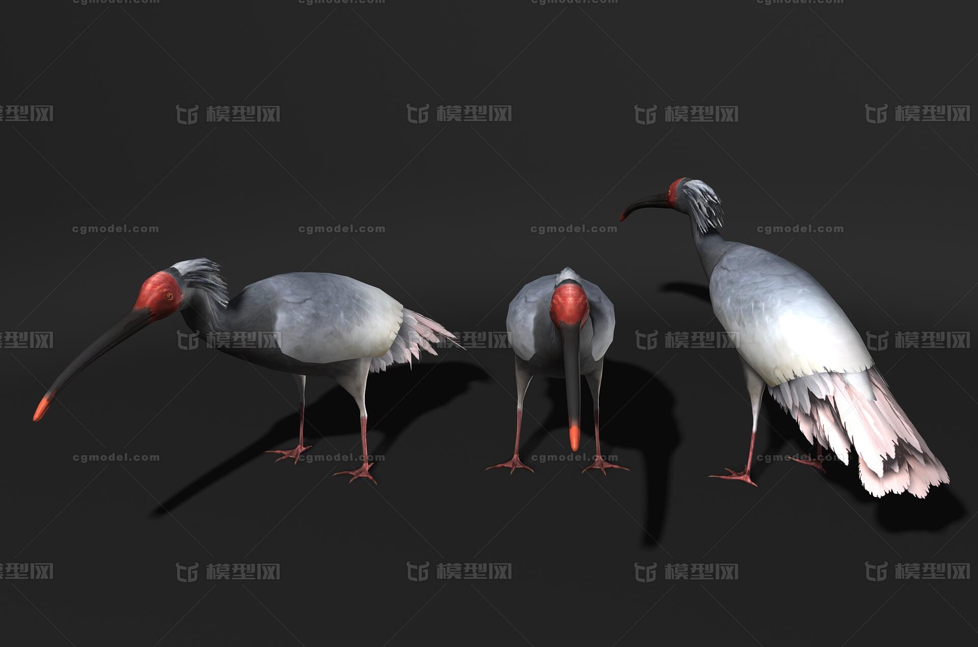 写实朱鹮 亚洲朱鹮模型-飞禽模型库-3ds Max(.max)模型下载-cg模型网