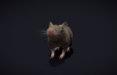精致老鼠3d模型