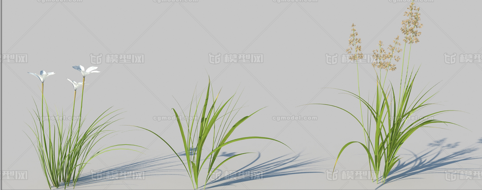 动态草三颗小草喇叭花