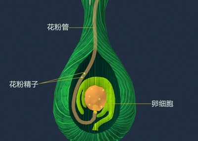 植物卵巢 花受精 植物傳粉 花粉管 大孢子囊 胚珠植物的受精過程 虛擬