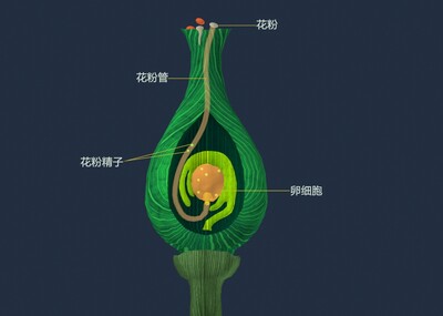 植物卵巢 花受精 植物傳粉 花粉管 大孢子囊 胚珠植物的受精過程 虛擬