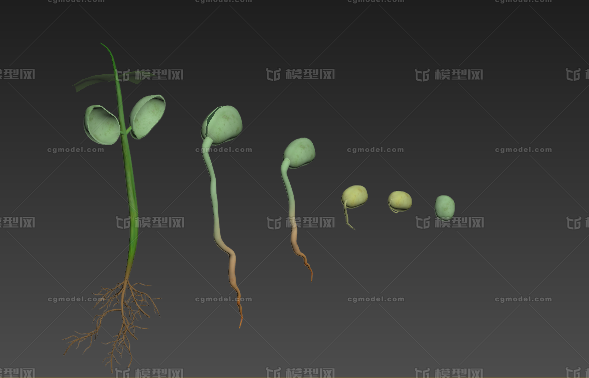 豌豆种子成长过程模型