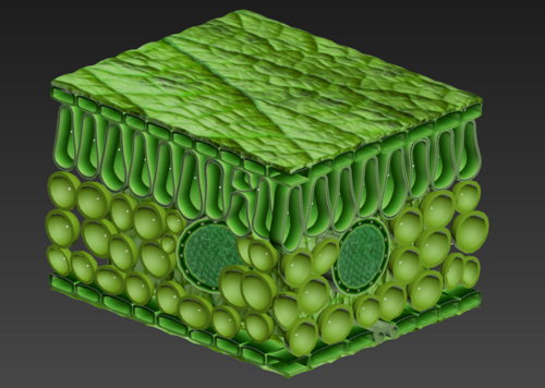 制作植物叶片结构模型图片