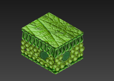制作植物叶片结构模型图片