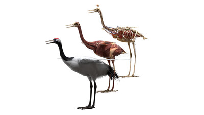 骨骼绑定仅存在于丹顶鹤 解剖和骨骼肌肉没有绑定.