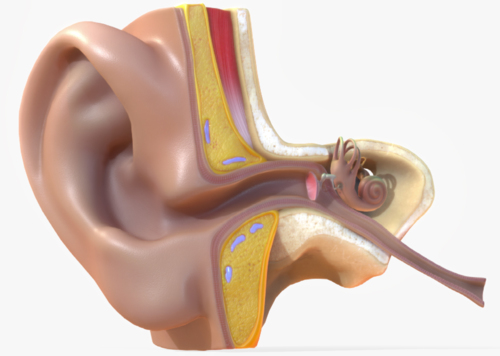 听觉系统 耳朵 耳蜗 耳轮 对耳轮 外耳轮 鼓膜 耳垂 乳突 硬脑膜 听小
