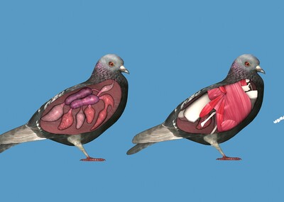 飞禽鸽子 内脏器官 骨骼结构 肌肉 鸟类解刨图 ar vr虚拟现实次世代