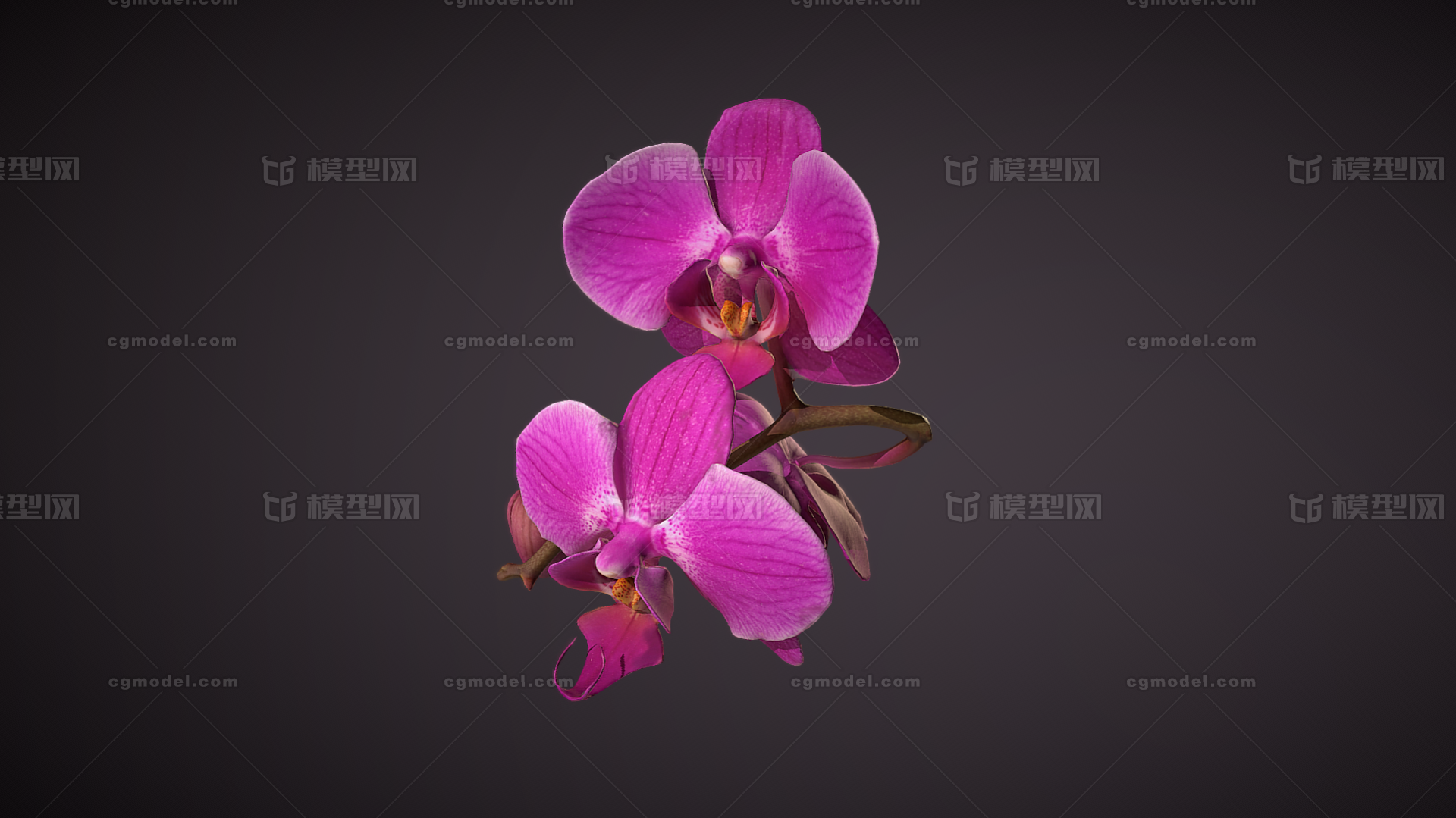 兰花 花朵模型-花卉模型库-Maya(.ma/.mb)模型下载-cg模型网