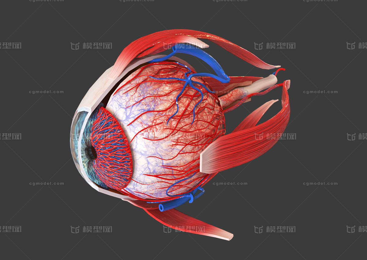眼睛结构 眼球解剖 眼球剖面 人体器官 眼部 教学模型 医学模型