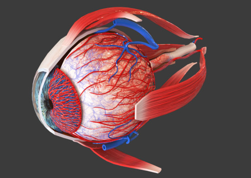 眼球内部结构 眼睛结构 眼球解剖 眼球剖面 人体器官 眼部 教学模型
