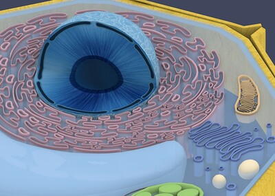 植物细胞核 剖面 高尔基体 叶绿体 染色体 液泡 内质网 线粒体 附内部