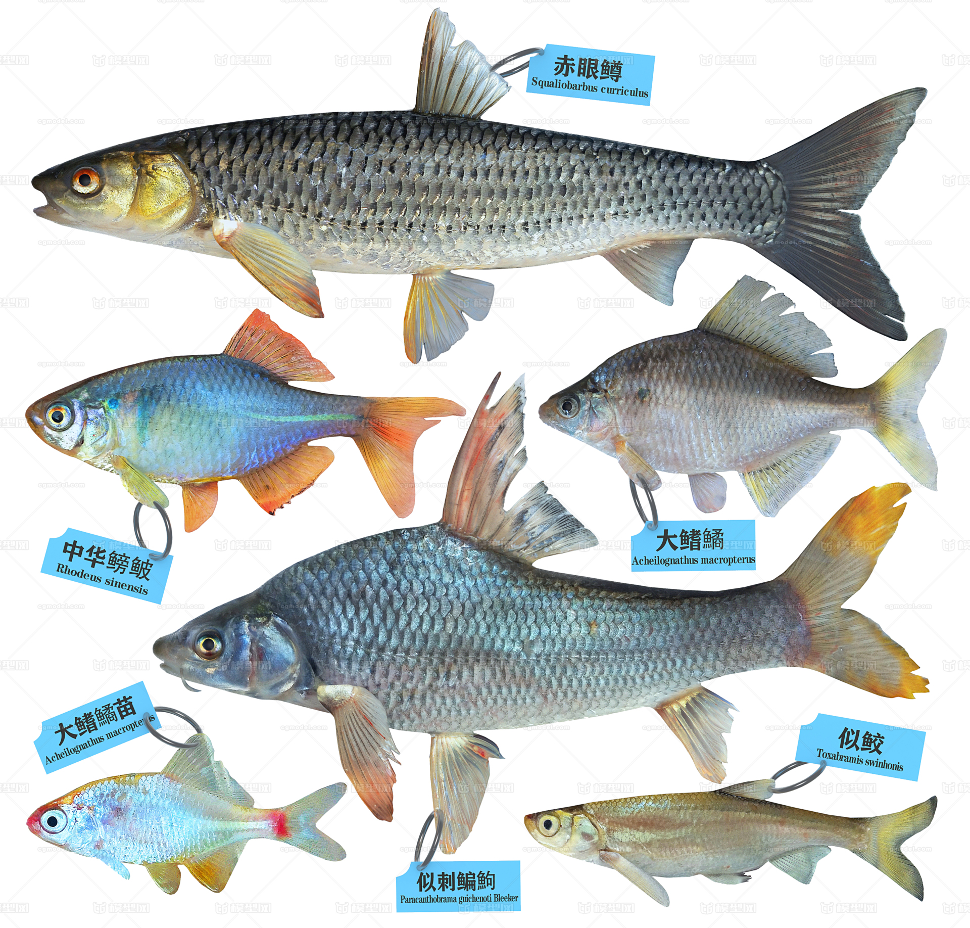 鱼,中国珍稀野生淡水鱼类大全——系列作品
