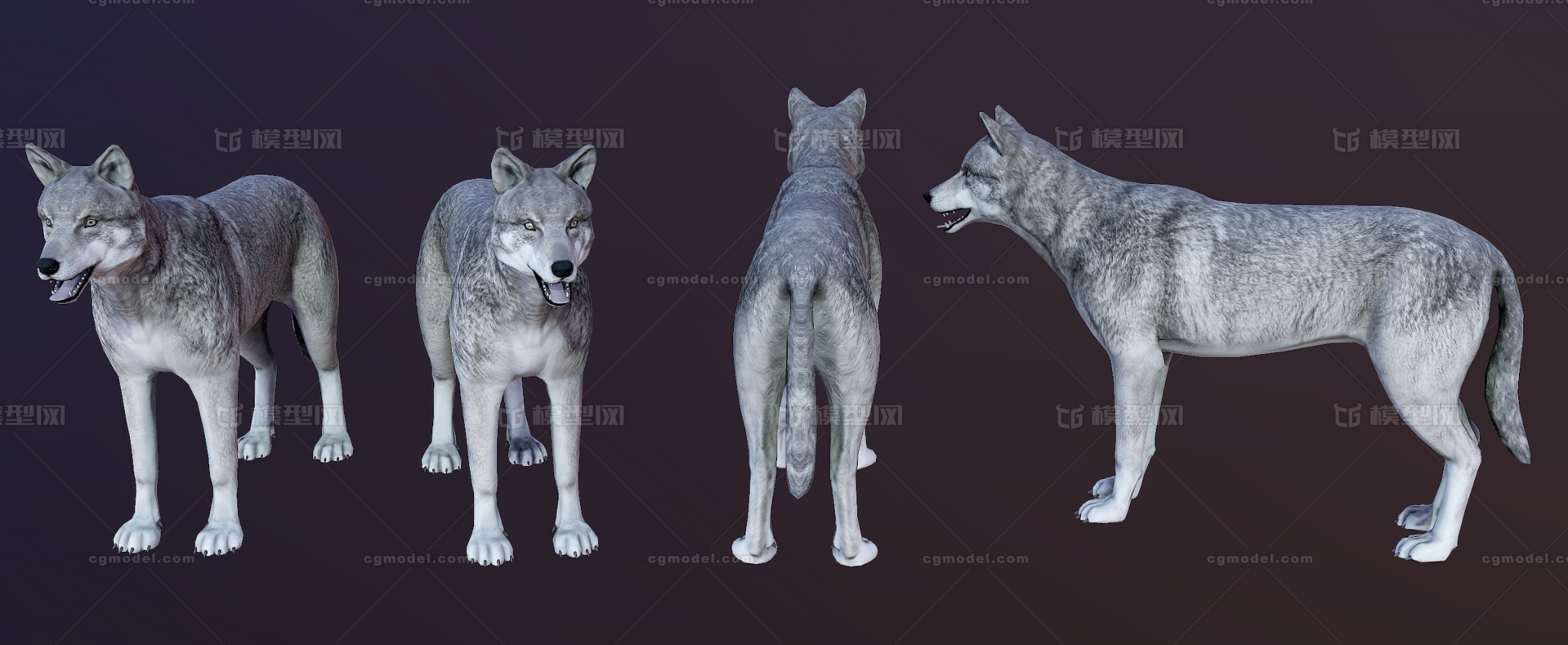 次世代狼灰狼草原狼野狼雪狼狼狗警犬犬土狗狗哈斯奇狼王豺狼动物郊狼胡狼 Cg模型网 Cgmodel 三维设计师交流互动平台 专注多品类3d模型下载 原创作品分享 软件学习