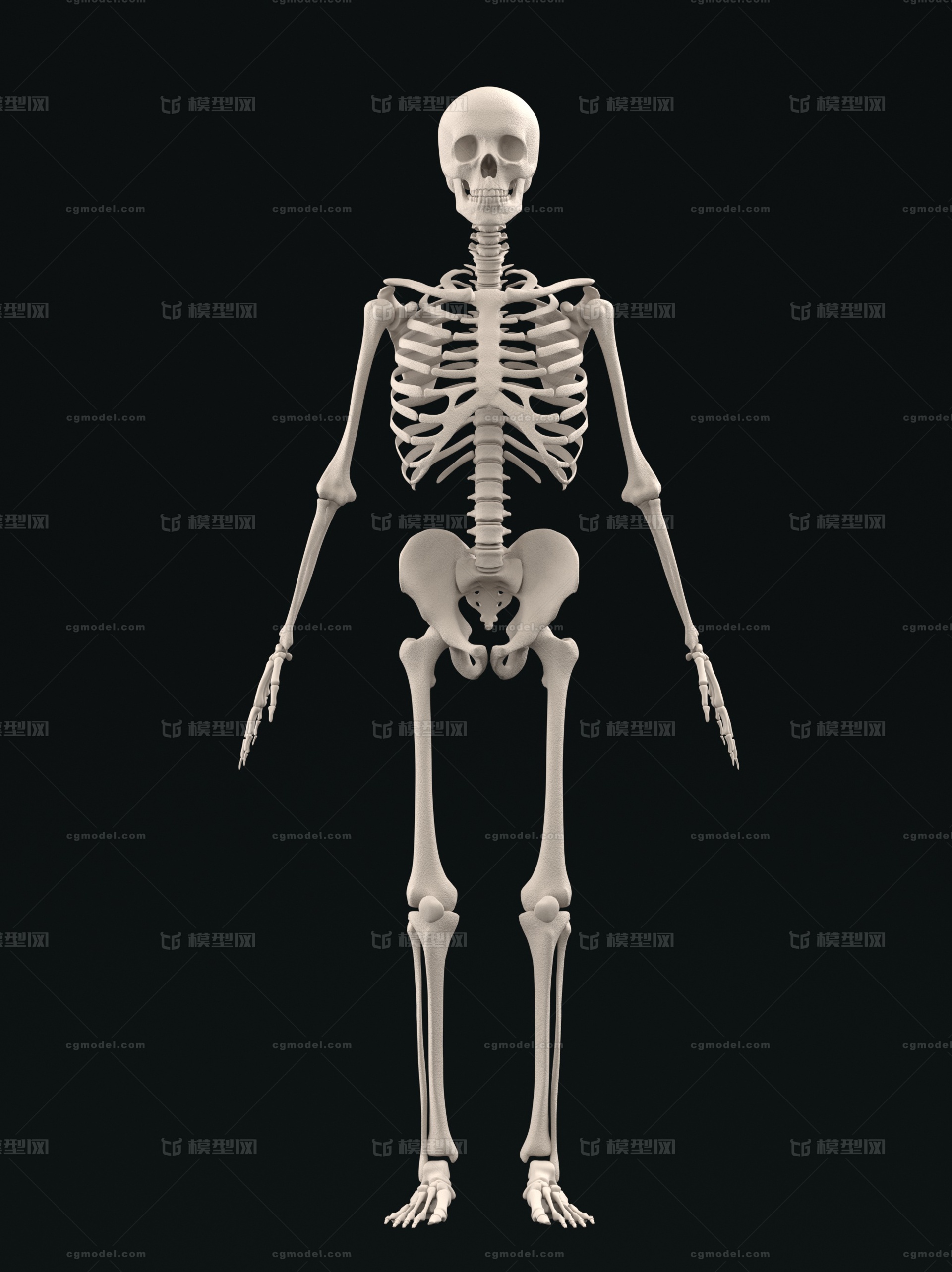 人体骨骼骨架模型
