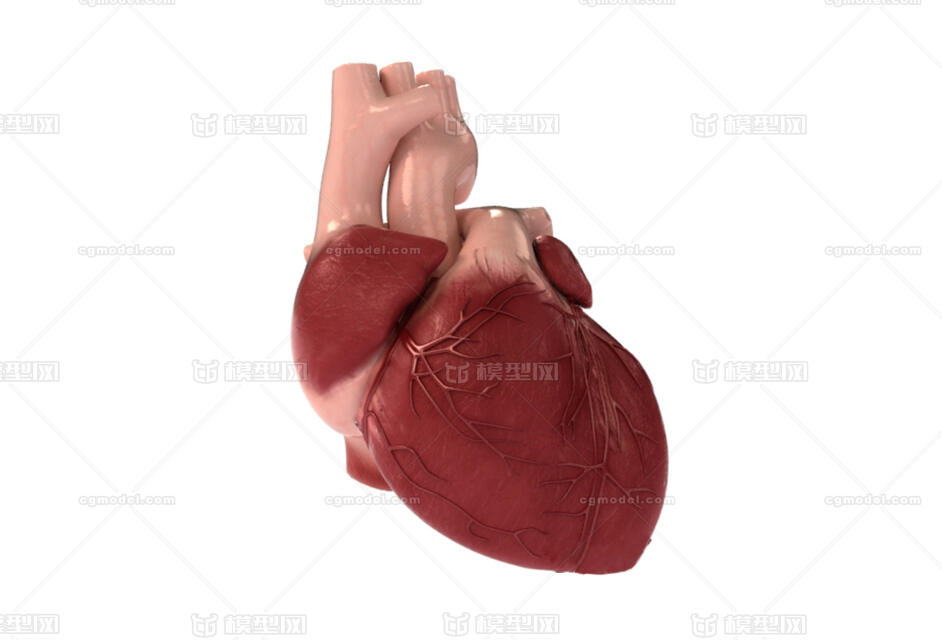写实的心脏 heart模型-人体器官/组织模型库-OBJ(.obj/.mtl)模型下载-cg模型网