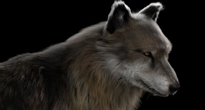狼 灰狼 野狼 雪狼 草原狼 狼 动物 野生动物 带8k贴图 带毛发 带骨骼