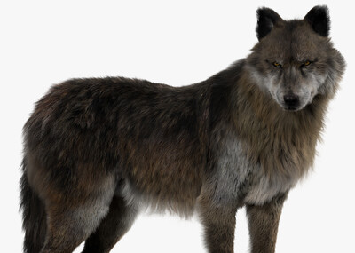 狼 灰狼 野狼 雪狼 草原狼 狼 动物 野生动物 带8k贴图 带毛发 带骨骼