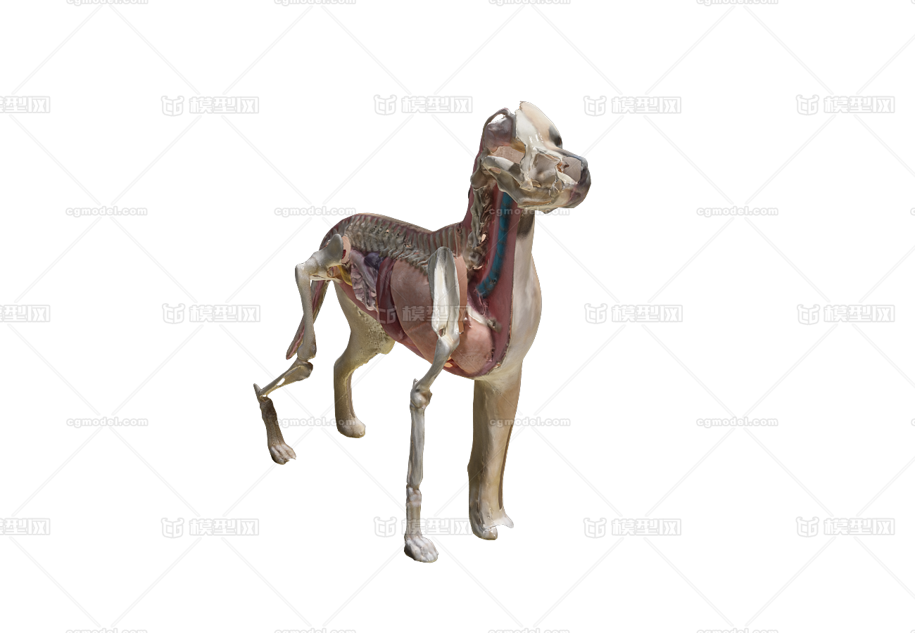 狗 狗的内脏器官狗的骨骼 狗内脏 哺乳动物 狗 解剖狗-cg模型免费下载-CG99