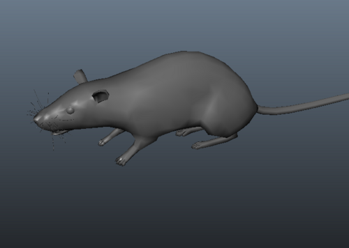 简单老鼠模型