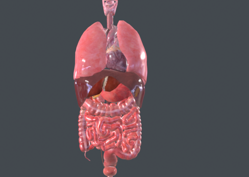 人體內臟器官 膽囊 隔膜 結腸 腺體 心臟 腎 肝 胰腺 呼吸管 小腸