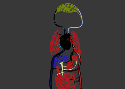 医学动画 人体血液循环流程简图 血液交换 动脉血管 静脉血管 毛细