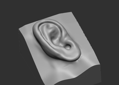 原創耳朵3d模型圖下載,download ear model,人生物學耳朵無水印高清