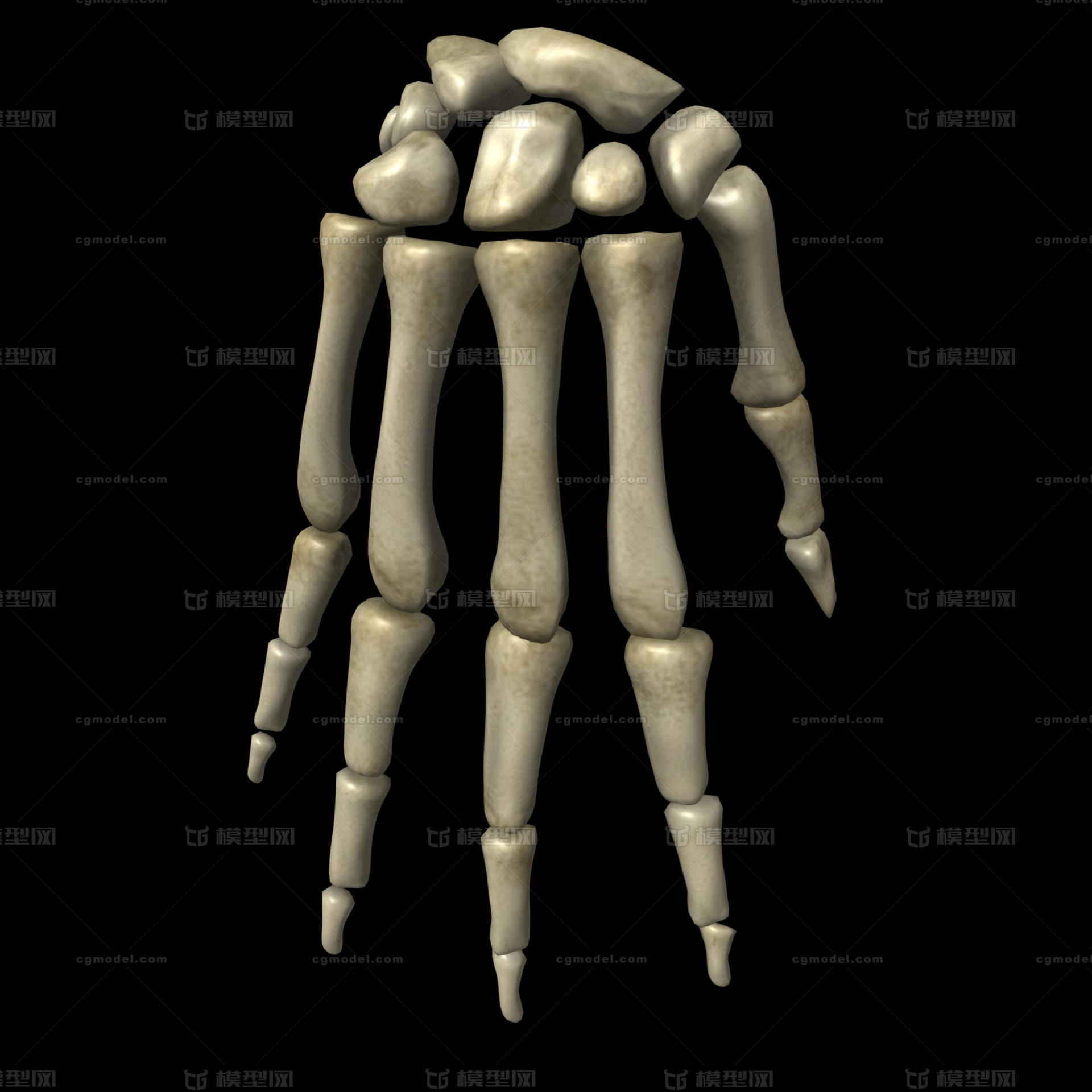 人手指骨 手腕骨模型-人体器官模型库-Maya(.ma/.mb)模型下载-cg模型网