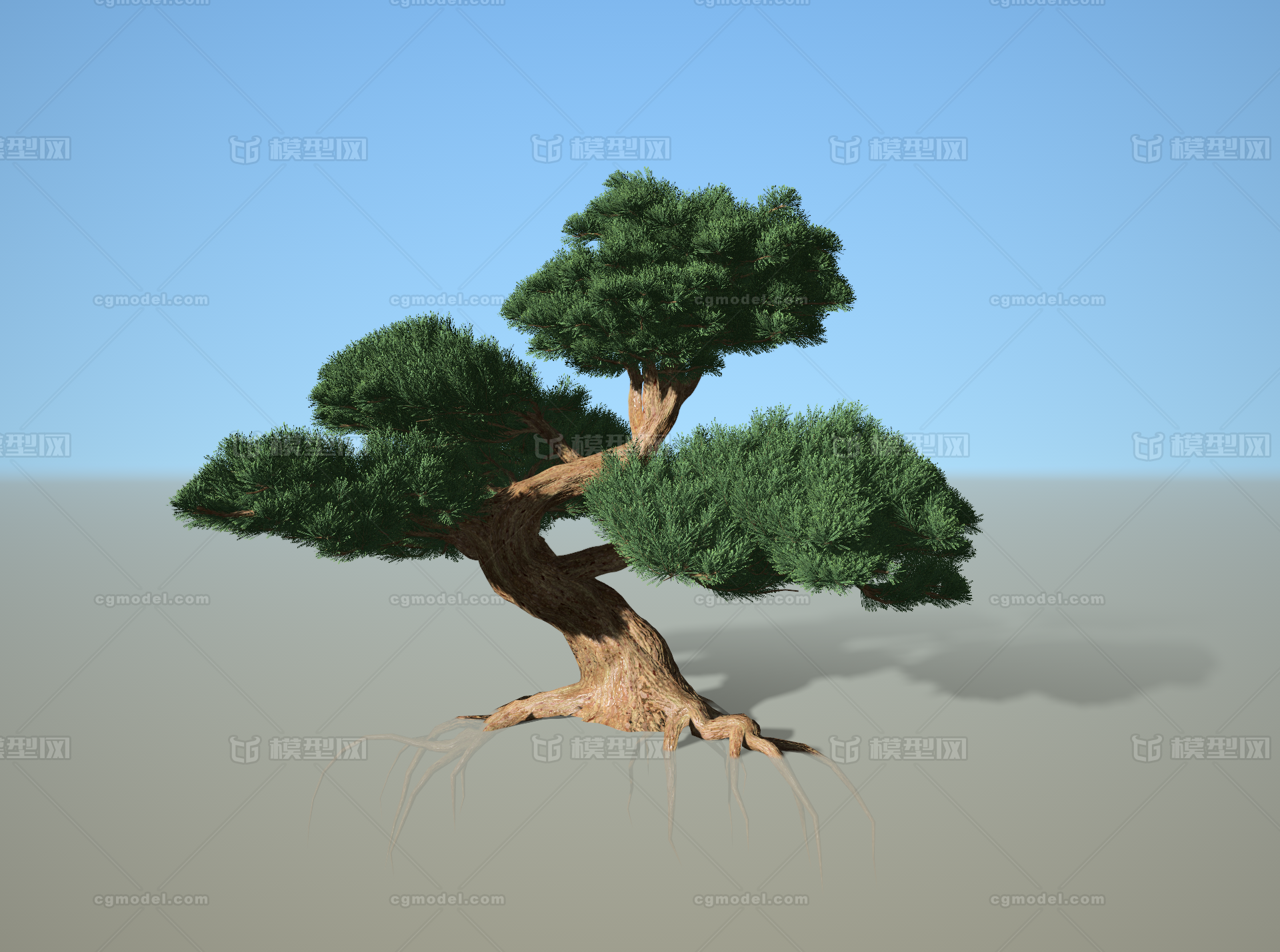 SpeedTree造型松树模型-树木模型库-其他模型下载-cg模型网