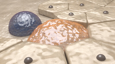 医学动画 成骨细胞 造血细胞 纤维层 骨质层 人体骨骼 血模型-人体器官模型库-3ds Max(.max)模型下载-cg模型网