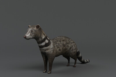 写实大灵猫 濒危动物 国家一级保护动物 野生动物 麝香猫 九江狸 九节