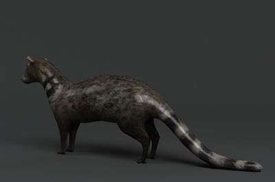 写实大灵猫 濒危动物 国家一级保护动物 野生动物 麝香猫 九江狸 九节