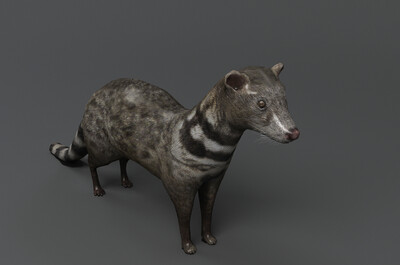 写实大灵猫 濒危动物 国家一级保护动物 野生动物 麝香猫 九江狸 九节