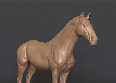马匹 ***马 骏马_美术师的md版型库作品_动物哺乳_cg模型网