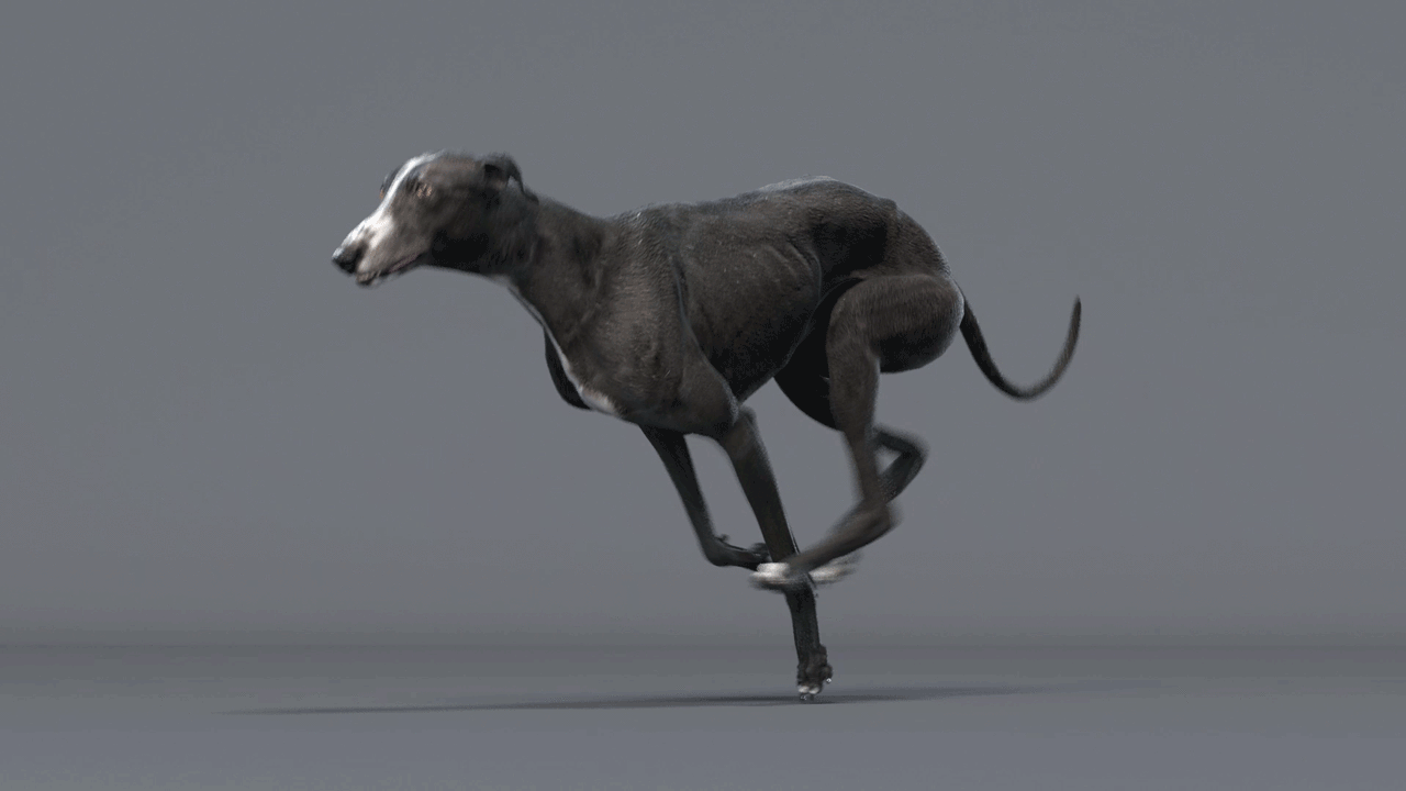 灵缇犬 狗 猎犬 犬 西班牙灵缇犬 宠物 汪星人 动物