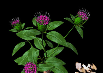 中草药 白术 中药 中药植物